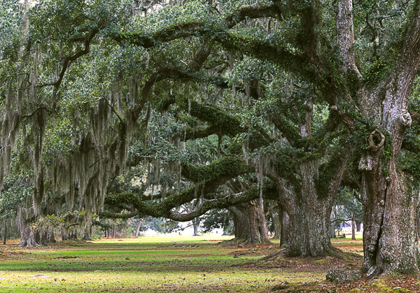 download spanish moss